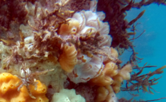 Aplidium opacum