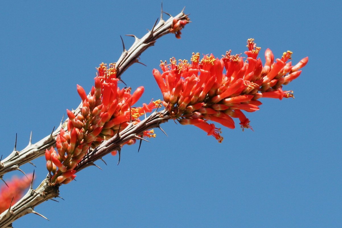 iNaturalist observation: Fouquieria splendens