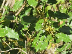 Euclea natalensis natalensis