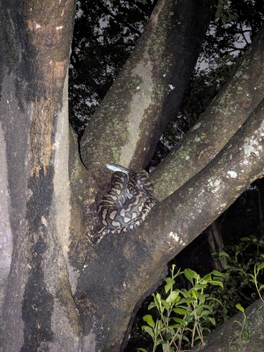 Coastal Carpet Python sighting
