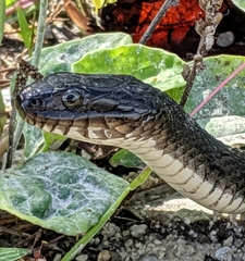 Nerodia sipedon insularum