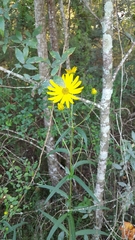 Helianthus simulans