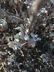 Eriogonum giganteum