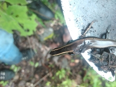Plestiodon bilineatus