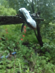 Plestiodon bilineatus
