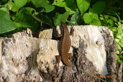 Eutropis rudis