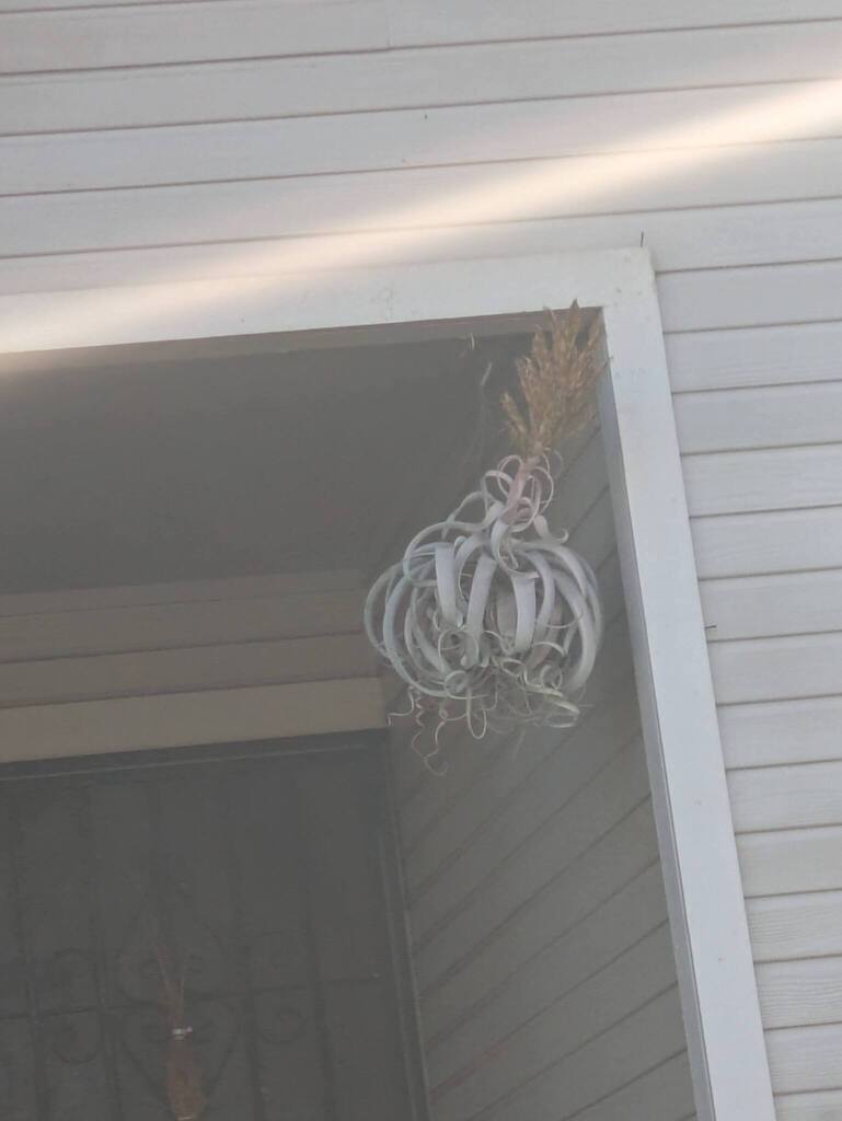 Tillandsia xerographica growing on a branch