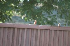 Cardinalis cardinalis