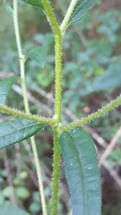 Helianthus simulans