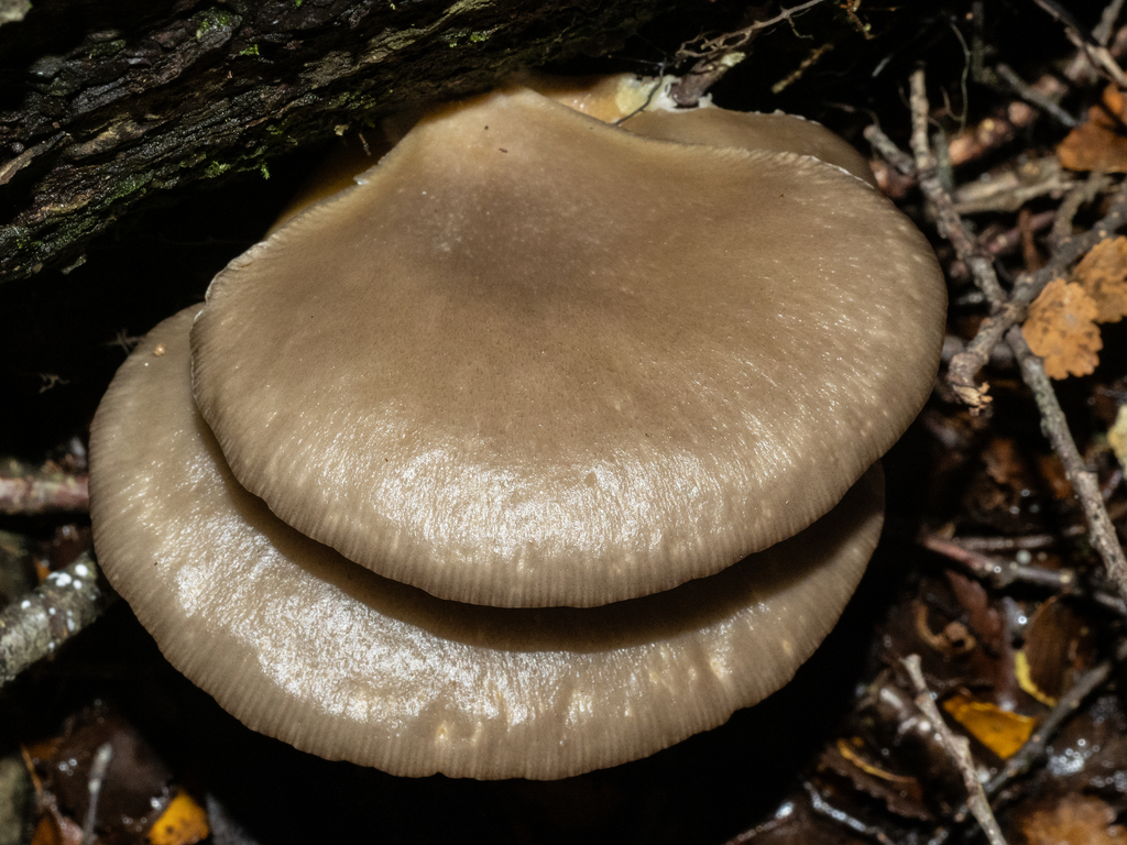 Pleurotus purpureo-olivaceus · May 2025 · photo: © carey_knox_southern_scales (iNaturalist, cc-by-nc)