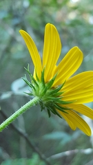 Helianthus simulans