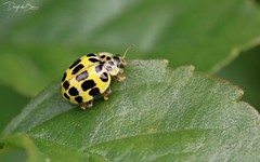 Psyllobora variegata