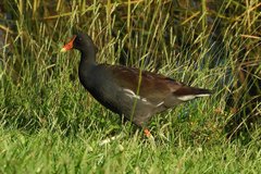 Gallinula galeata cachinnans