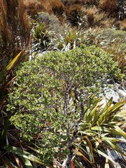 Veronica topiaria