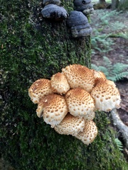 Pholiota