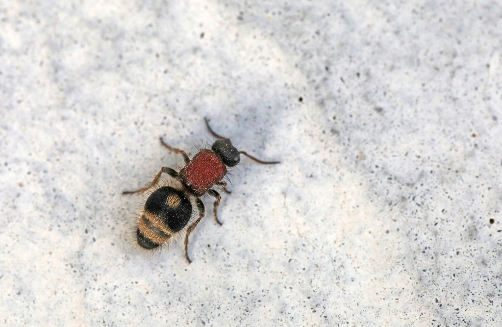 Physetopoda