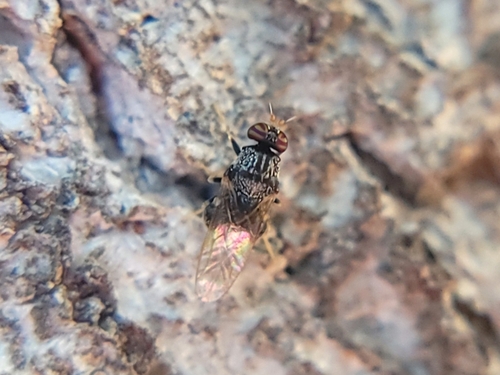 Unknown species found near Meridian, ID 83646, USA