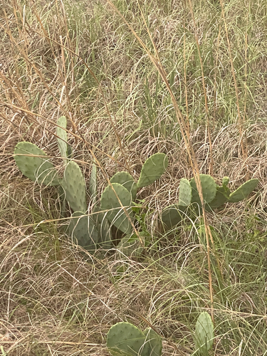Opuntia tunoidea, photograph 1