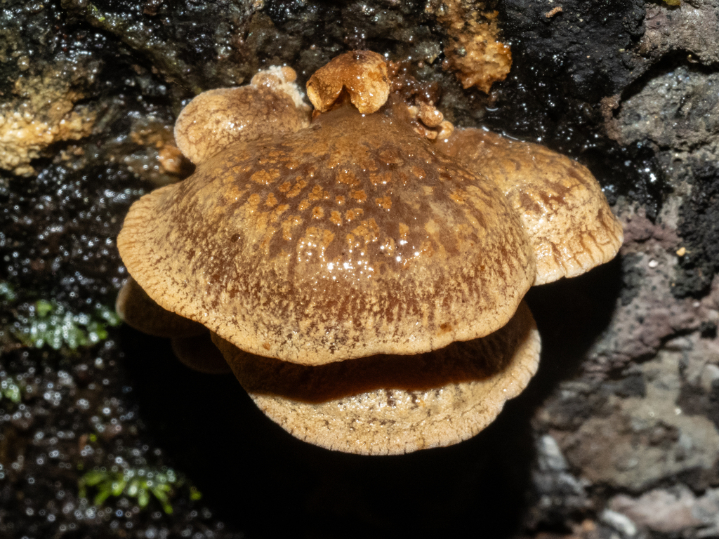 Panellus stipticus · May 2025 · photo: © carey_knox_southern_scales (iNaturalist, cc-by-nc)