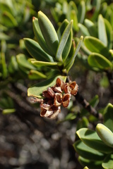 Veronica topiaria