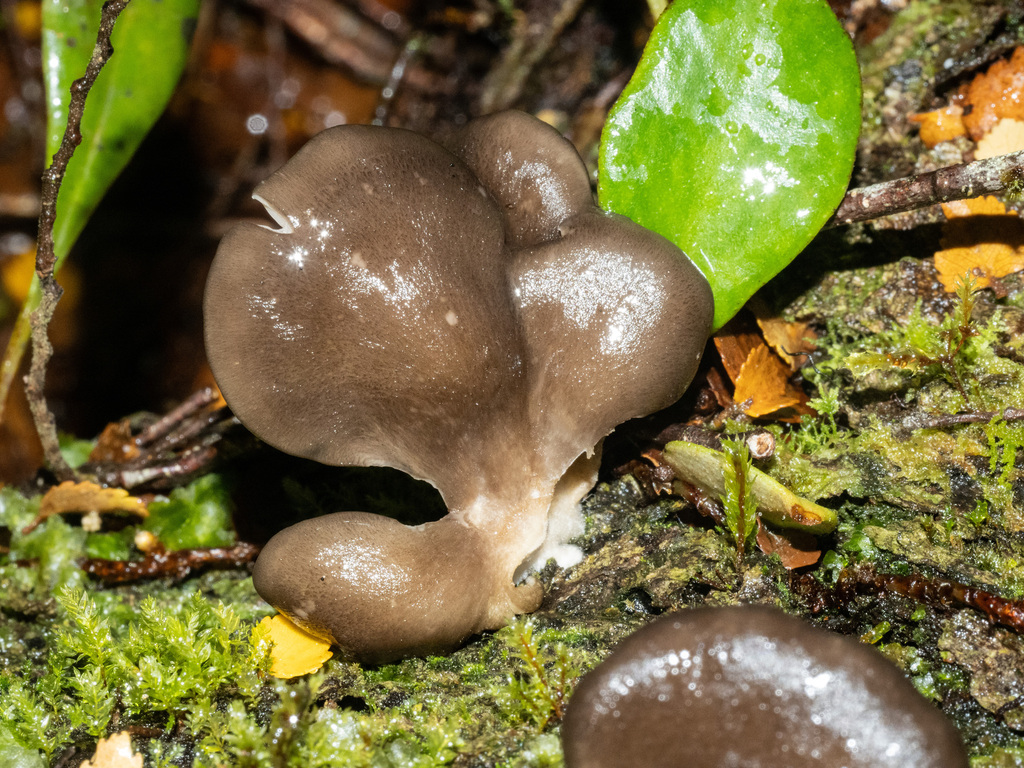 Pleurotus purpureo-olivaceus · May 2025 · photo: © carey_knox_southern_scales (iNaturalist, cc-by-nc)