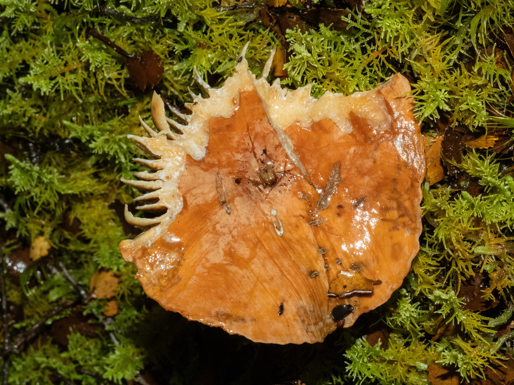 Lactifluus aurantioruber · May 2025 · photo: © carey_knox_southern_scales (iNaturalist, cc-by-nc)