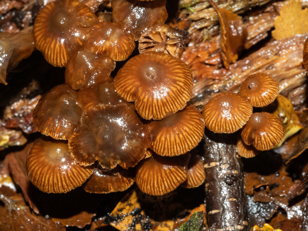 Kuehneromyces brunneoalbescens · May 2025 · photo: © carey_knox_southern_scales (iNaturalist, cc-by-nc)