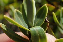 Veronica topiaria