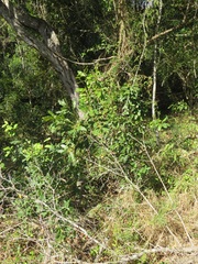 Euclea natalensis natalensis