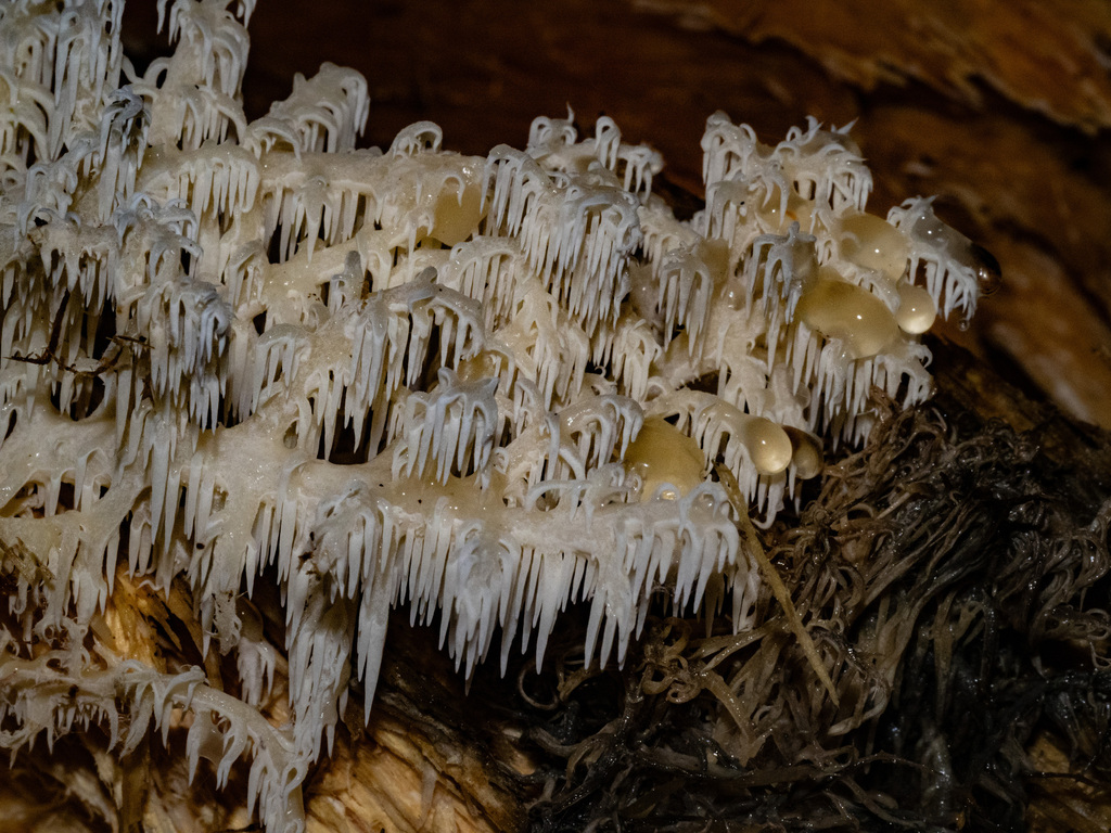 Hericium novae-zealandiae · May 2025 · photo: © carey_knox_southern_scales (iNaturalist, cc-by-nc)