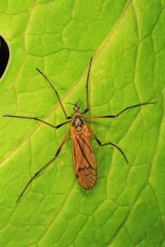 Prionolabis rufibasis