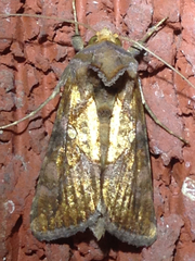 Argyrogramma verruca