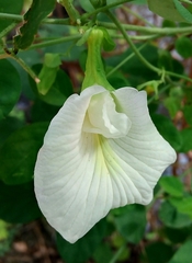 Clitoria