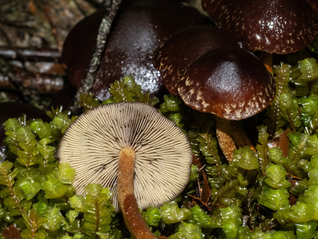 Hypholoma brunneum · May 2025 · photo: © carey_knox_southern_scales (iNaturalist, cc-by-nc)