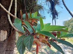 Columnea schiedeana, photograph (c) Ulises Emmanuel Martínez Burgos, some rights reserved (CC BY)