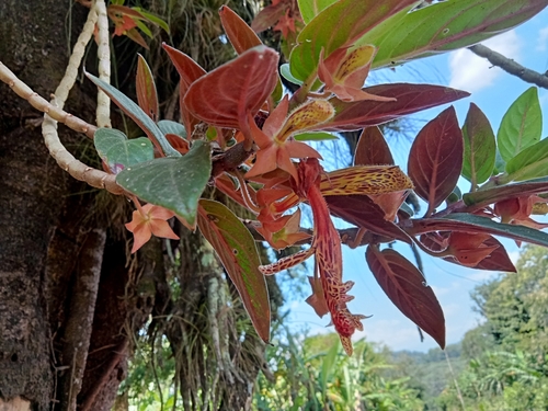 Columnea schiedeana, photograph 5