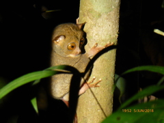 Cephalopachus bancanus borneanus