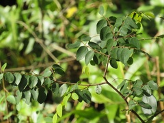 Synaptolepis oliveriana