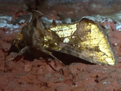 Argyrogramma verruca