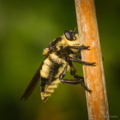 Mallophora bomboides