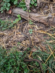Thamnophis radix