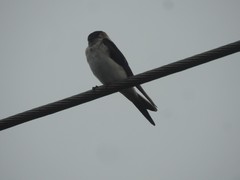 Petrochelidon fluvicola
