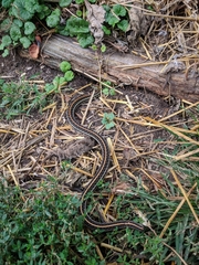 Thamnophis radix
