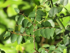 Synaptolepis oliveriana