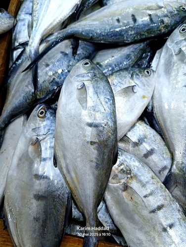 Pompano