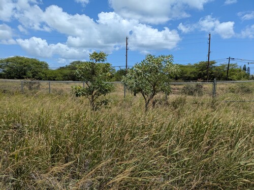 Tabebuia aurea observed 2025-05-18