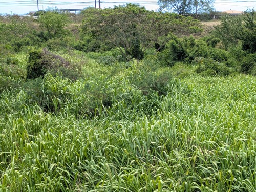 Sesbania sesban observed 2025-05-18