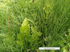 Equisetum palustre