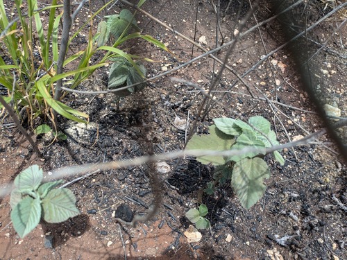 Abutilon incanum observed 2025-05-18