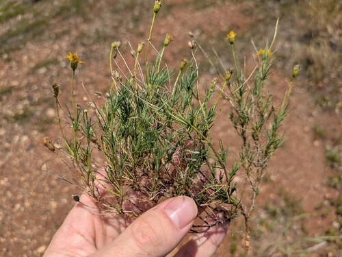 Thymophylla pentachaeta, 2025-05-18